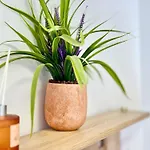 Apartment Charm 3 Warna
